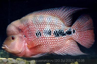 Фловерхорн, Флауер Хорн (Flowerhorn)