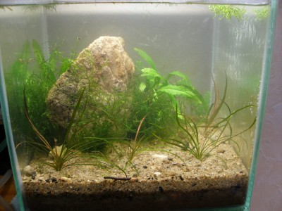 Мой аквариум 10 литров B.W.  - 1d.jpg