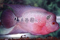 Фловерхорн, Флауер Хорн (Flowerhorn)