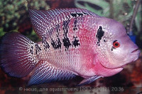 Фловерхорн, Флауер Хорн (Flowerhorn)