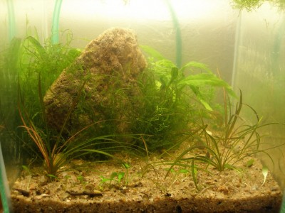 Мой аквариум 10 литров B.W.  - 2d.jpg