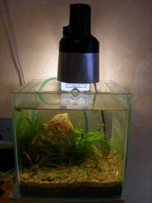 Мой аквариум 10 литров B.W.  - sv.jpg