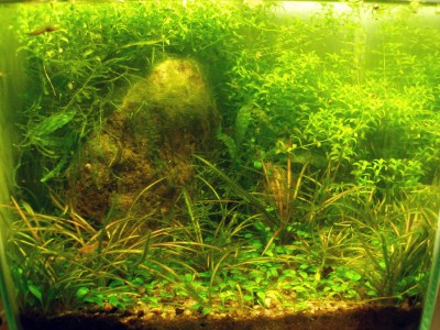 Мой аквариум 10 литров B.W.  - 3m1.jpg