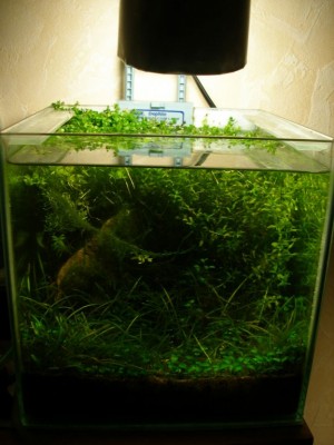 Мой аквариум 10 литров B.W.  - 5м.jpg