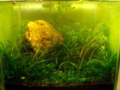 Мой аквариум 10 литров B.W.  - 6m.jpg
