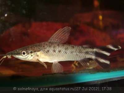 Дианема полосатохвостая (Dianema urostriata)