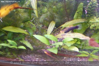 Опознание аквариумных растений - P1160221.JPG