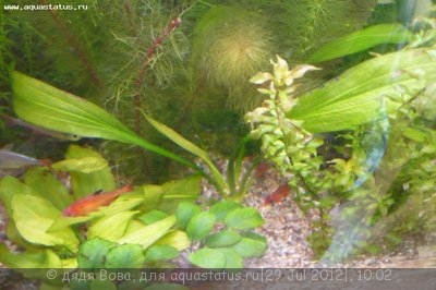 Опознание аквариумных растений - P1160213.JPG