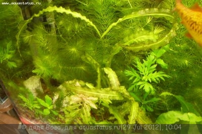 Опознание аквариумных растений - P1160206.JPG