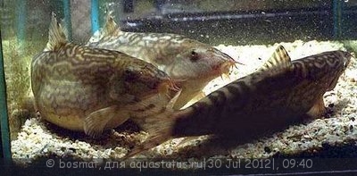 Фото Мой аквариум Боцарий 280 литров bosmat  (photo#25103)