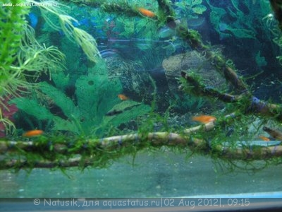 Фото Мой первый аквариум 70 литров Natusik  (photo#25233)