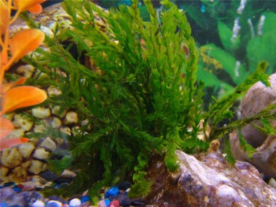 Фото Опознание аквариумных растений (photo#2527)