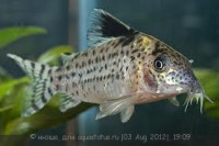 Фото Коридорас пятнистый Corydoras ambiacus  (photo#25286)