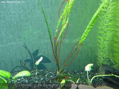 Определение водорослей в аквариуме