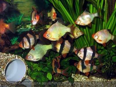 Мой аквариум Боцарий 280 литров bosmat  - IMG_4101.jpg