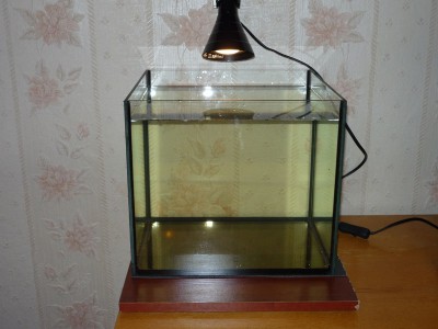 Проверка жизнеспособности аквариума 30 литров Roman  - P1010016.JPG