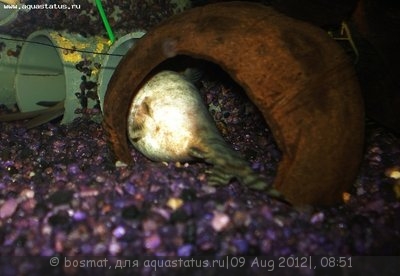 Мой аквариум Боцарий 280 литров bosmat  - DSC05373ью.jpg