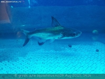 первый раз. акулий сом - 20120722_184903.jpg