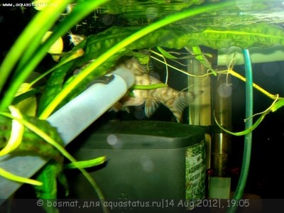Мой аквариум Боцарий 280 литров bosmat  - DSC05448ро.jpg