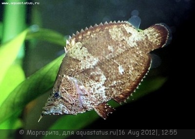 Фото Рыба-лист Monocirrhus polyacanthus  (photo#25664)