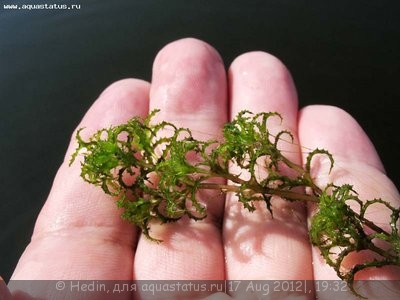 Опознание аквариумных растений - Caulinia minor (All.) Coss. et Germ. -- Каулиния малая.jpg