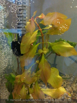 Опознание аквариумных растений - IMG00054-20120819-1433.jpg