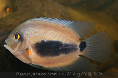 Уару чернопятнистый (Uaru amphiacanthoides)