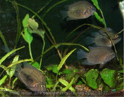 Уару чернопятнистый (Uaru amphiacanthoides)