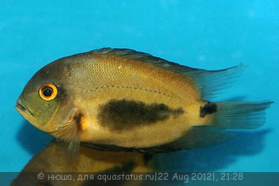 Уару чернопятнистый (Uaru amphiacanthoides)