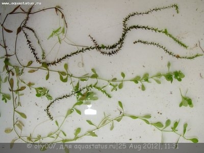 Опознание аквариумных растений - растение и мох.jpg