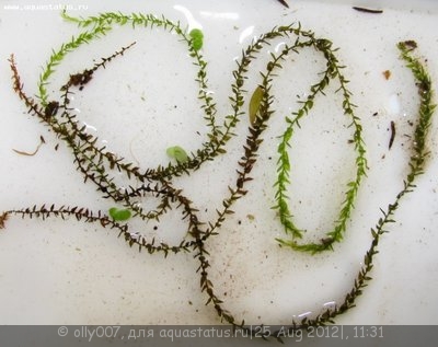 Опознание аквариумных растений - Leptodictyum riparium.jpg