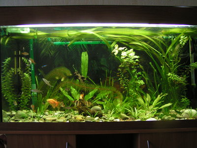 Фото Мой барбусовый аквариум 180 литров Катя  (photo#260)