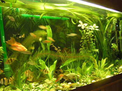 Фото Мой барбусовый аквариум 180 литров Катя  (photo#261)
