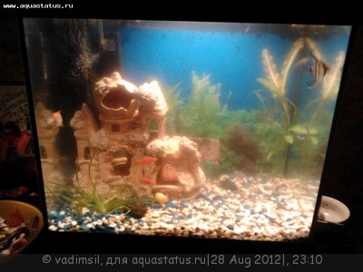 Мой аквариум 40 литров vadimsil - 2012-08-28 21.36.36.jpg