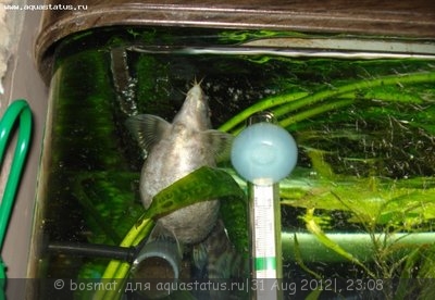 Мой аквариум Боцарий 280 литров bosmat  - DSC00046.jpg
