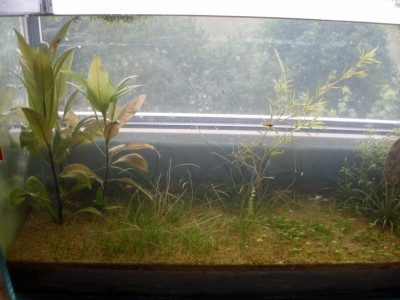 Мой аквариум Земля, песок, вода и солнышко 35 литров B.W.  - left.jpg