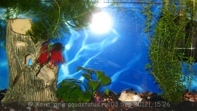 Мои аквариумы 200 и 15 литров Хана  - IMG_7192.JPG