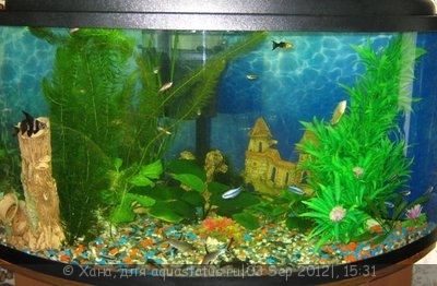 Мои аквариумы 200 и 15 литров Хана  - IMG_7250.JPG