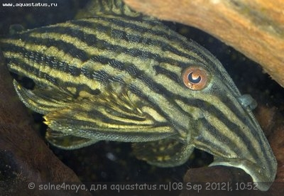 Панак чернолинейный (Panaque nigrolineatus) или Королевский сом