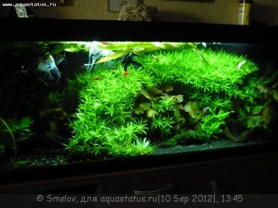 Мой новый и долгожданный аквариум 280 литров Smelov  - P1020028.JPG
