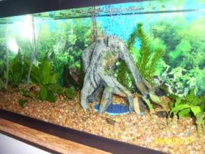 Мой первый аквариум 45 литров Love1987  - PIC_0009.JPG