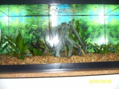 Мой первый аквариум 45 литров Love1987  - PIC_0014.JPG