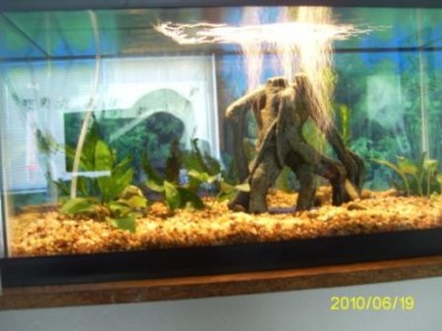 Мой первый аквариум 45 литров Love1987  - PIC_0022.JPG