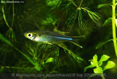 Солнечный луч (Marosatherina ladigesi, Telmatherina ladigesi)