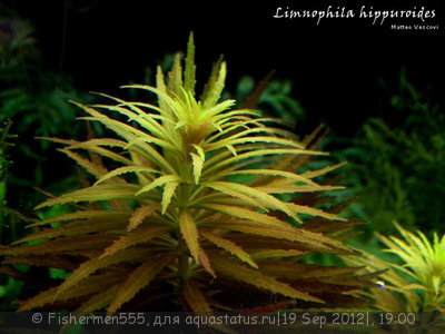 Опознание аквариумных растений - limnophila-hippuroides.jpg