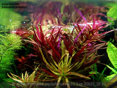 Опознание аквариумных растений - Limnophila_aromatica.jpg
