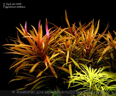Фото Опознание аквариумных растений (photo#26878)