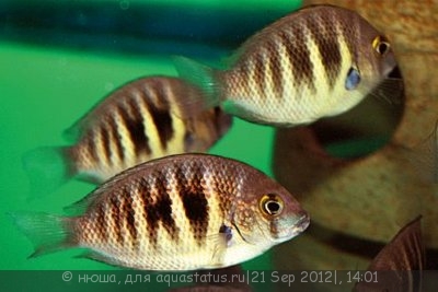 Этроплюс Канарский (Etroplus canarensis )