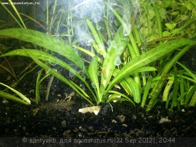 Опознание аквариумных растений - Растение.jpg