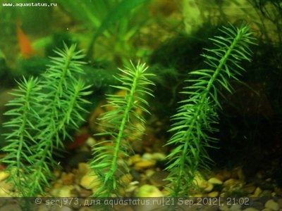 Опознание аквариумных растений - DSC04598.JPG